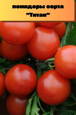 Томат \"Титан\" ТМ \"Весна\" 0.1г купить почтой в Одессе, Киеве, Украине |  Agro-Market
