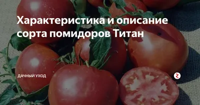 Топ-13 морозоустойчивых сортов и гибридов томатов разных сроков созревания  | AgroMarket интернет магазин семян