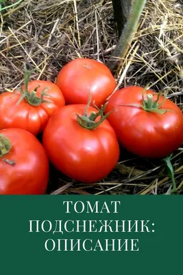 Характеристика и описание сорта помидоров Титан | Дачный уход | Дзен