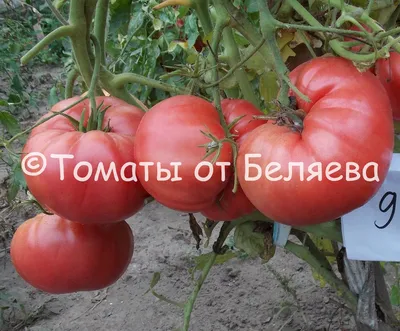 А вы знали, что че́рри произошло означает вишня. Хотя это и не удивительно,  ведь маленькие, сладкие плоды,.. | ВКонтакте