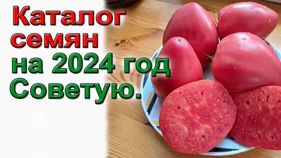Семена томатов от Передня Ирины: ОТЗЫВЫ