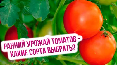 плотоядная Чучундра — профиль пользователя в Шедевруме