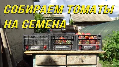 Уход за томатами: как правильно формировать куст | AgroMarket интернет  магазин семян