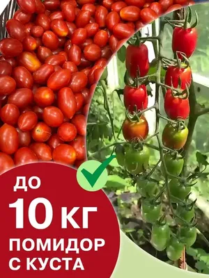 Помидоры На Огороде Счастливый Органический Фермер Собирает Помидоры В  Теплице Рука Фермера Режет Помидор Секатором Свежесобранные Пом — стоковые  фотографии и другие картинки 70-79 лет - iStock
