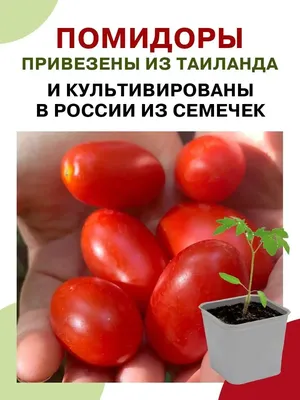 Семена Томат, Розовый гигант, 0.1 г, цветная упаковка, Русский огород в  Брянске: цены, фото, отзывы - купить в интернет-магазине Порядок.ру