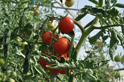 🍅 помидоры в саду👌