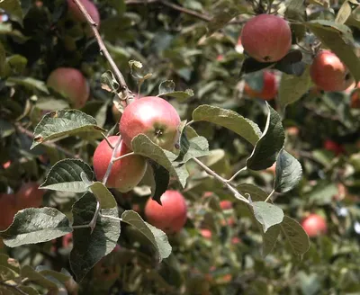 Как обрезать помидоры и обрывать листья - Agro-Market24