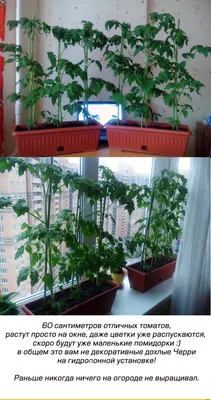 ❄️Зима наступает, а мы сажаем помидоры🍅😊 ⠀ 🌿Огород на подоконнике уже  давно вошел в моду. Свои, экологически чистые овощи в тысячу раз… |  Instagram
