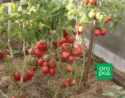 Когда снимать помидоры в теплице: срок уборки и правила хранения