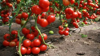 Почему тепличные помидоры несладкие и как это исправить | На грядке  (Огород.ru)