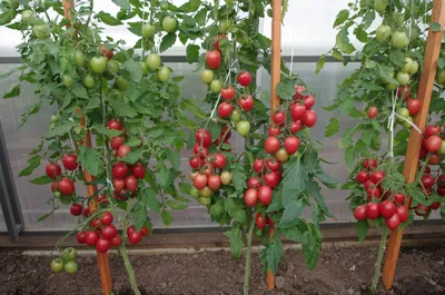 Когда собирать помидоры в теплице – Теплицы от производителя \"Селеко\"