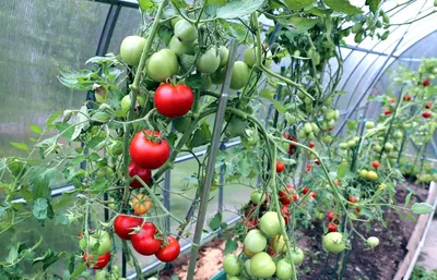Какие помидоры высаживать в теплицу?