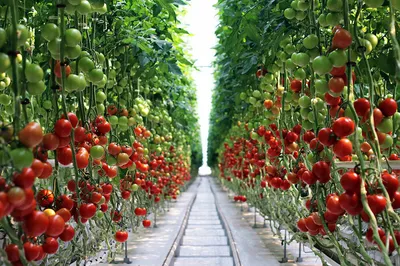 К чему подвязывать кусты томатов в теплице? - Томаты в теплице -  tomat-pomidor.com - форум