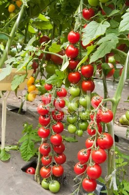 Схема посадки помидор в теплицу #urozhainye_gryadki - YouTube