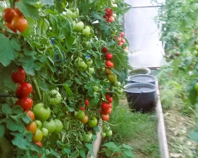 Почему трескаются помидоры в теплице?