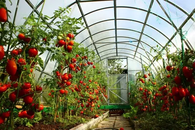 Уход за помидорами в теплице в августе