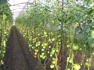 Что можно сажать рядом с помидорами в теплице и открытом грунте | На грядке  (Огород.ru)