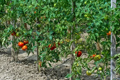 помидоры в теплице. зеленый помидор висит на ветке Стоковое Фото -  изображение насчитывающей плодоовощ, висеть: 256925462