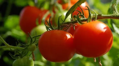 Когда помидорам пора в теплицу? | Новый очаг | Дзен