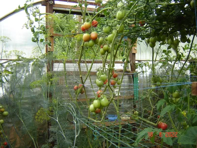 Как садить помидоры под агроволокно