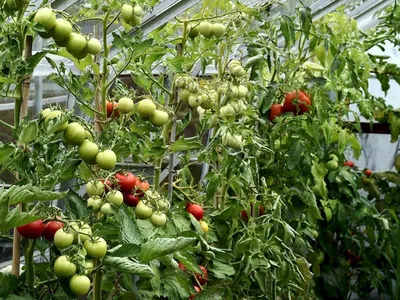 Можно ли сажать в теплице помидоры и огурцы вместе - отзывы, советы