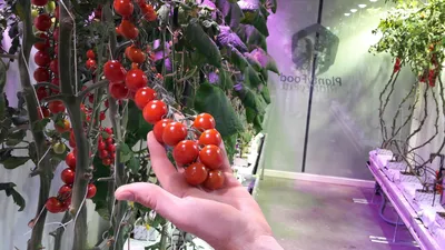 Промышленные теплицы. Выращивание томатов. - YouTube