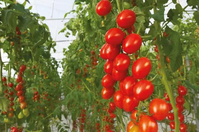 Выращивание помидоров под пленкой