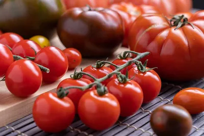 К чему подвязывать кусты томатов в теплице? - Томаты в теплице -  tomat-pomidor.com - форум