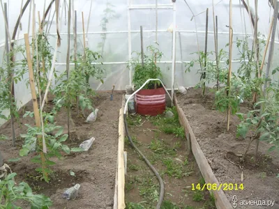 Выращивание тепличных помидоров в Узбекистане - AGRO.UZ