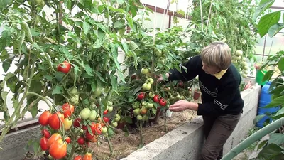 Какие помидоры высаживать в теплицу?