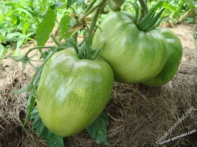 ВЕЛЬМОЖА – семена томатов 0.1 г, 3.10 грн, SeedEra
