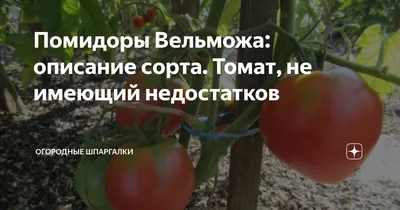 Семена Алтая Семена томатов Вельможа низкорослый теплицы открытого грунта