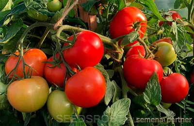Томат Верочка F1, 0,1 г, купить в интернет магазине Seedspost.ru