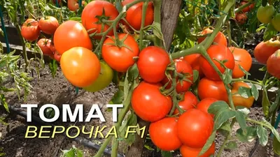 Семена Томат \"Верочка\", F1, 0,1 г (5481483) - Купить по цене от 131.00 руб.  | Интернет магазин SIMA-LAND.RU