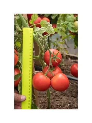 Просто красивые кисти черри Вера F1. 🍅🍅🍅 Все нижние собраны Это... |  Интересный контент в группе Агрофирма Партнер