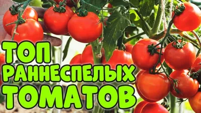 Семена Томат Черри Вера F1 /Агрофирма Партнер/ 1 упаковка, 5 семян - купить  в Дмитрове, Москве и Московской области по низкой цене