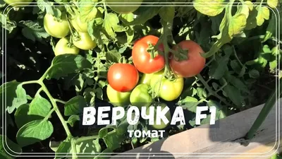 Томат 'Вера' — описание сорта, характеристики | на LePlants.ru