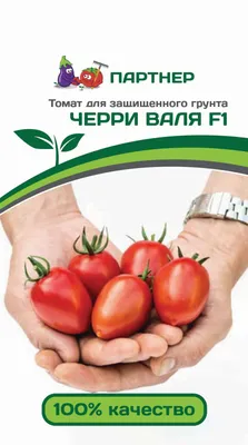 🍅 Томат ВЕРОЧКА F1 - YouTube