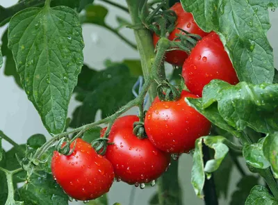 🍅 Томат Деревенский F1 🍅 Кто высаживал его в этом году, думаем, с  удовольствием поделится впечатлениями. А.. | ВКонтакте