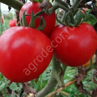 Томат Загадка (плоды ярко-красные, округлой формы) 590 руб. AGRO4671
