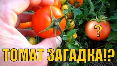 Томат Загадка 5 г Садыба: продажа, цена в Киеве. Семена и рассада овощных  культур от \"АгроПротект - Всё для сада и города\" - 1536674482