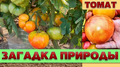 Томат Загадка / Zagadka 30 семян (Элитный Ряд) Семена томата | Интернет  магазин Агро-Качество