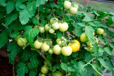 Семена томатов | томат загадка 1 г кустовой ранний, империя семян