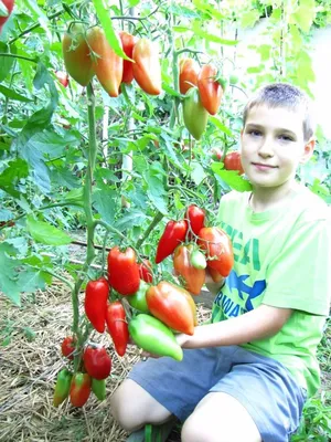 Семена Томат Загадка природы: описание сорта, фото - купить с доставкой или  почтой России