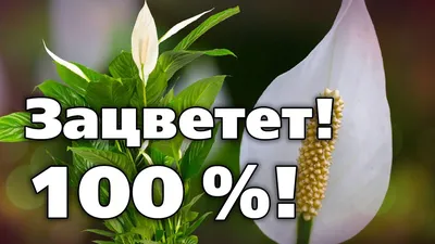 Помидорная атака. Нашествие томатов на страну продолжается | Язва  Алтайская. | Дзен