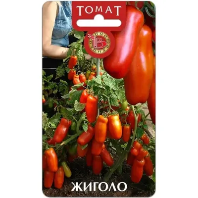 Томат Жиголо - Семена Томатов