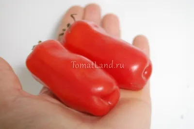 Семена Томат Жиголо (а/ф Биотехника) купить за 121 р. в садовом центре АСТ  Медовое
