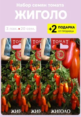 Томат Жиголо (20 шт)
