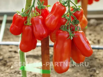 Томат Жиголо - новинка нашего ассортимента | Семена Партнер | Дзен