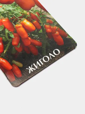 Томат \"Жиголо\". Этот сорт томата, который я первый раз сажала в этом  сезоне. И обязательно, буду сажать его на следующий год | Понемногу обо  всём в саду | Дзен
